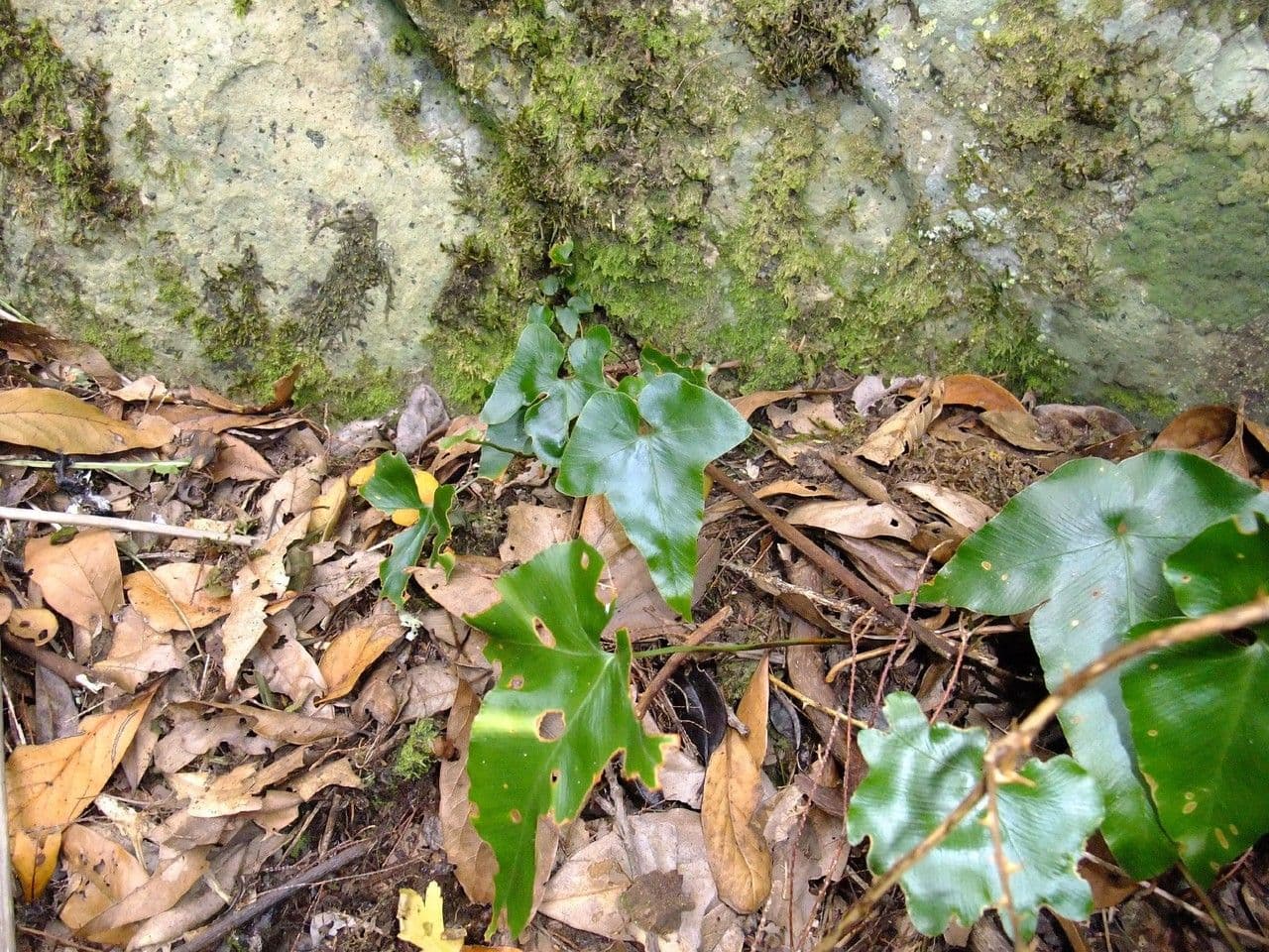 Asplenium hemionitis 9