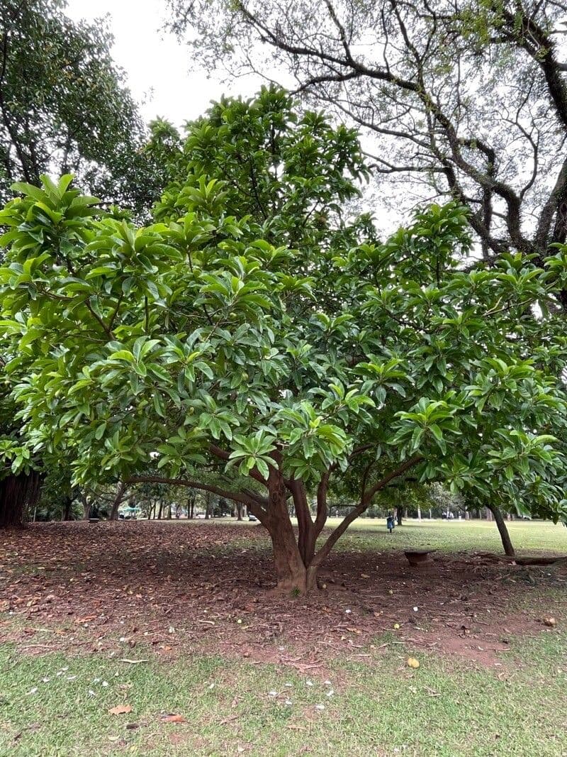 Dillenia indica 11