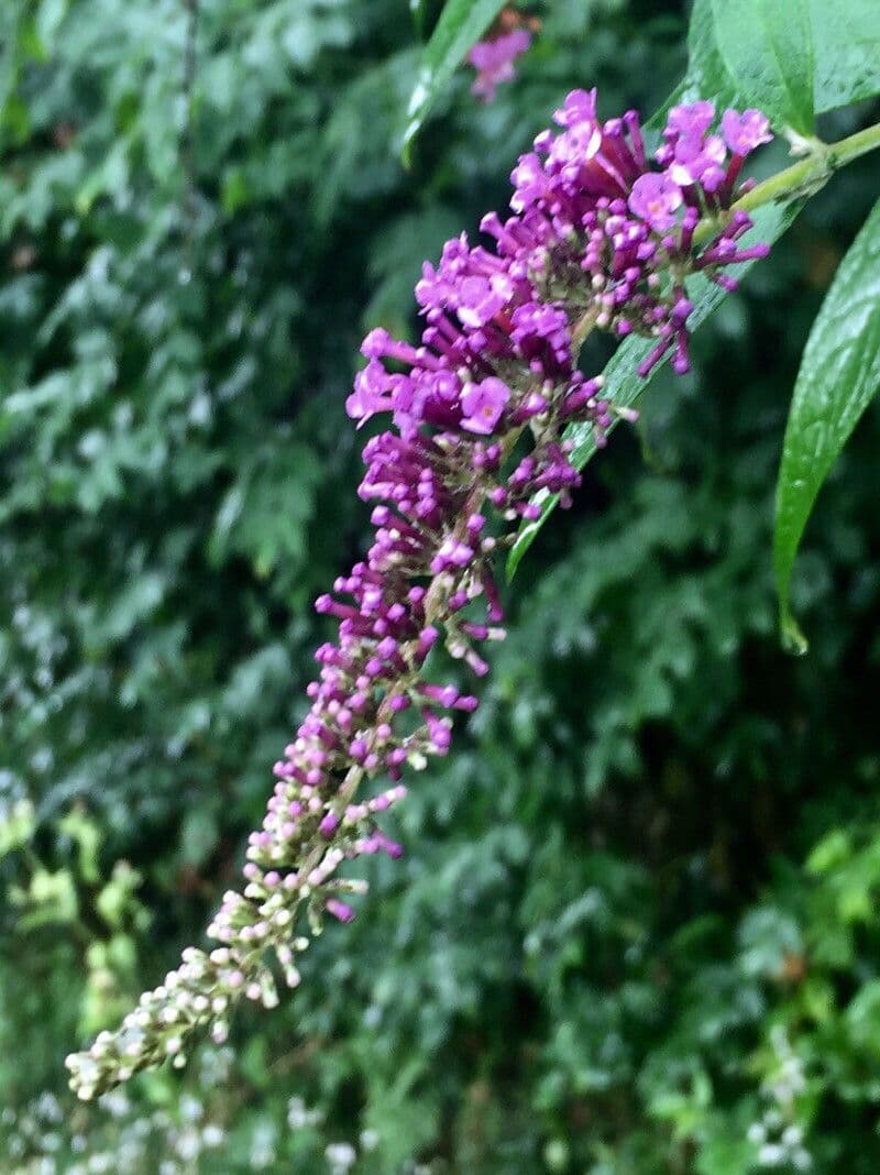Buddleja 3
