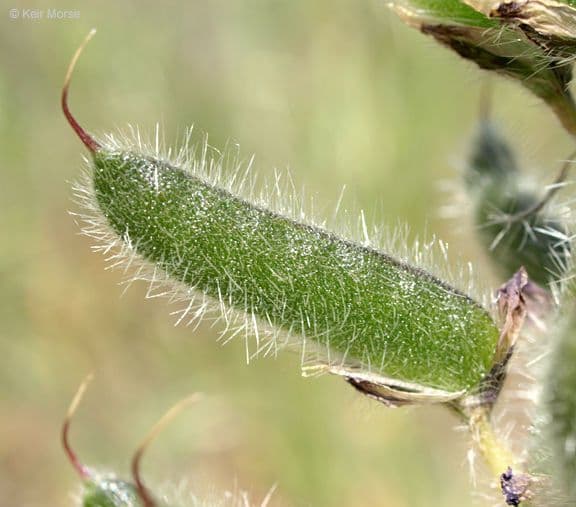 Borstiger Lupine