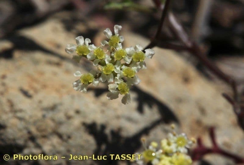 Stoibrax dichotomum 3
