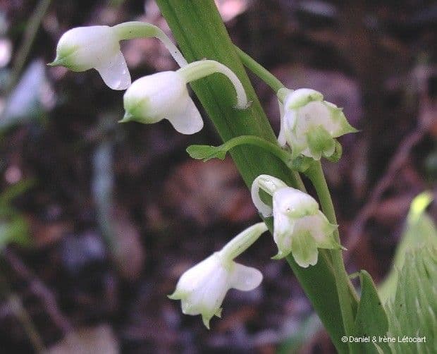 Calanthe di Balansa 4