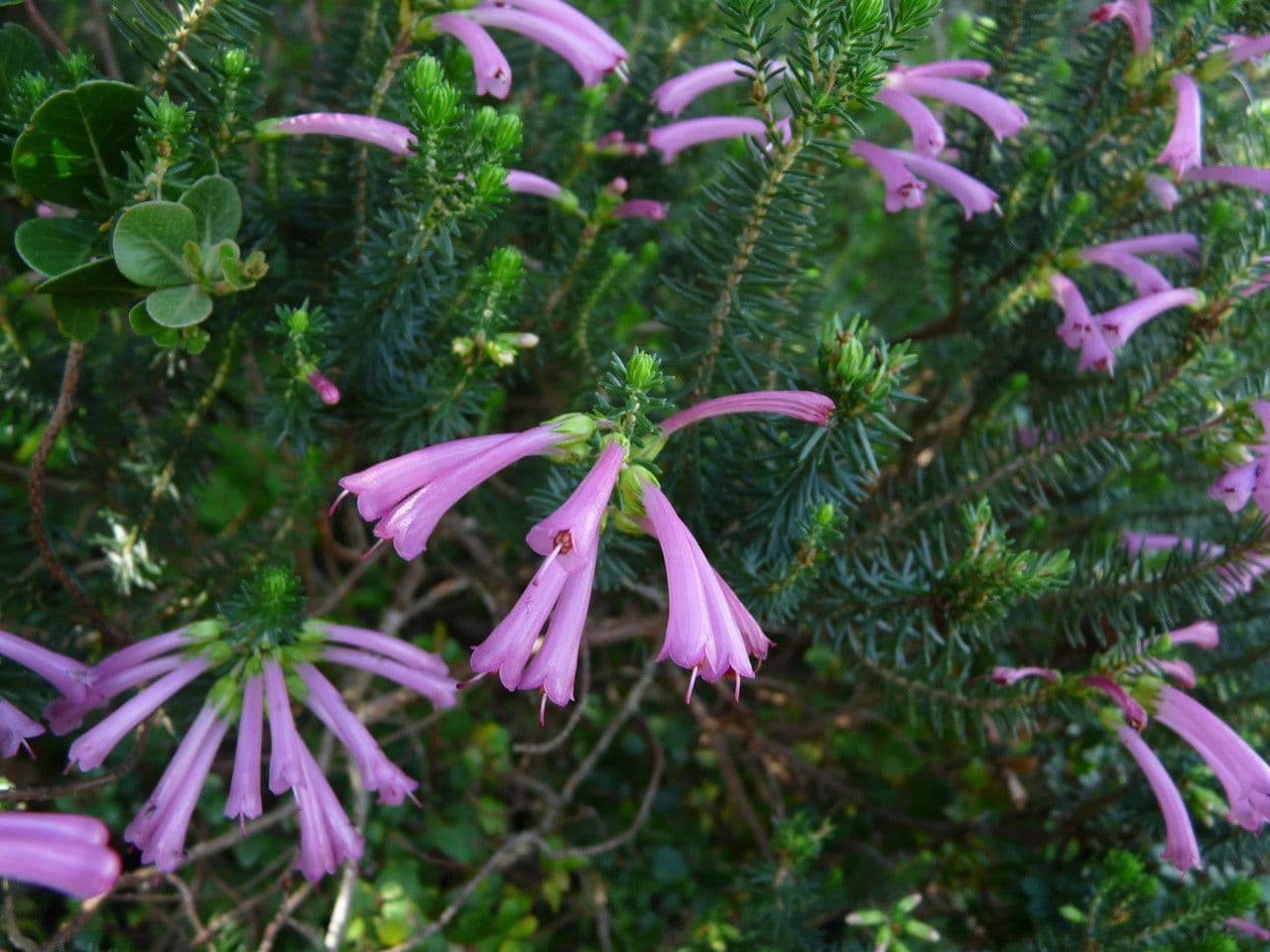 Tannenheide