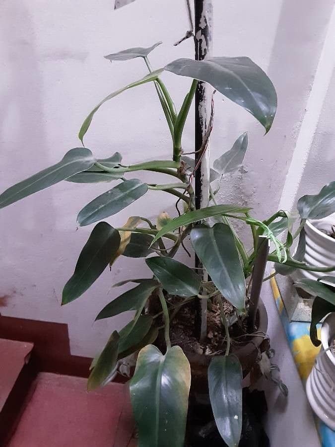 Monstera 3