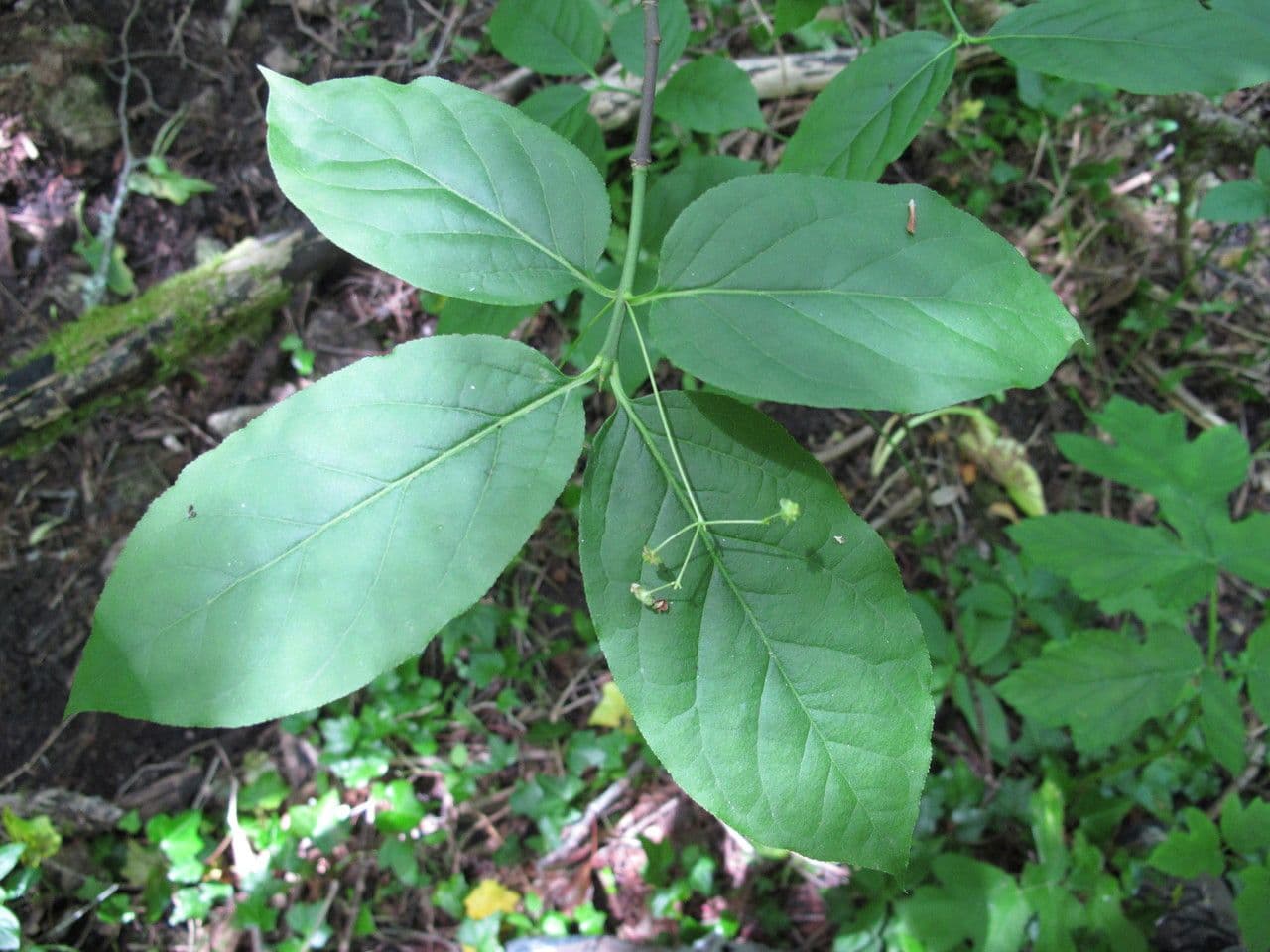 Fusain à larges feuilles 30