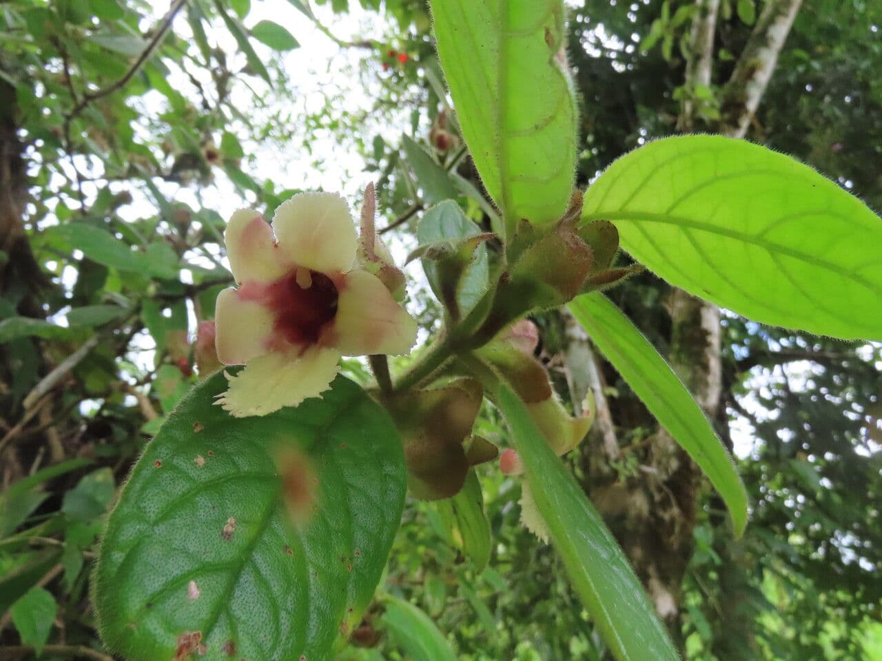 Drymonia alloplectoides 19