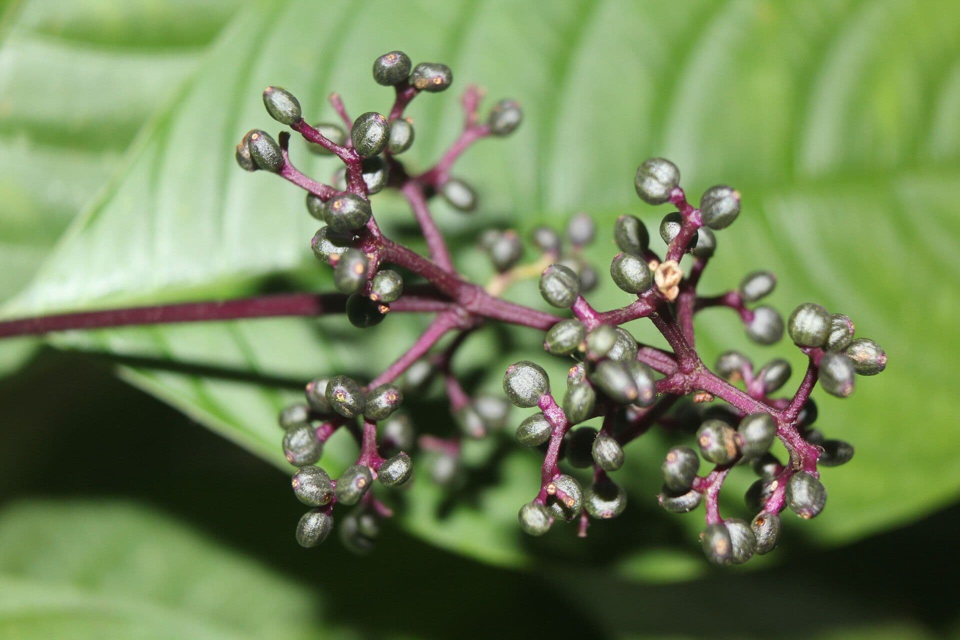 Palicourea 4