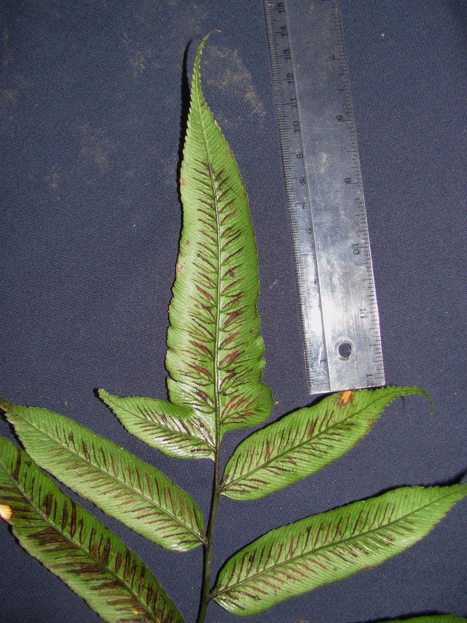 Diplazium 8
