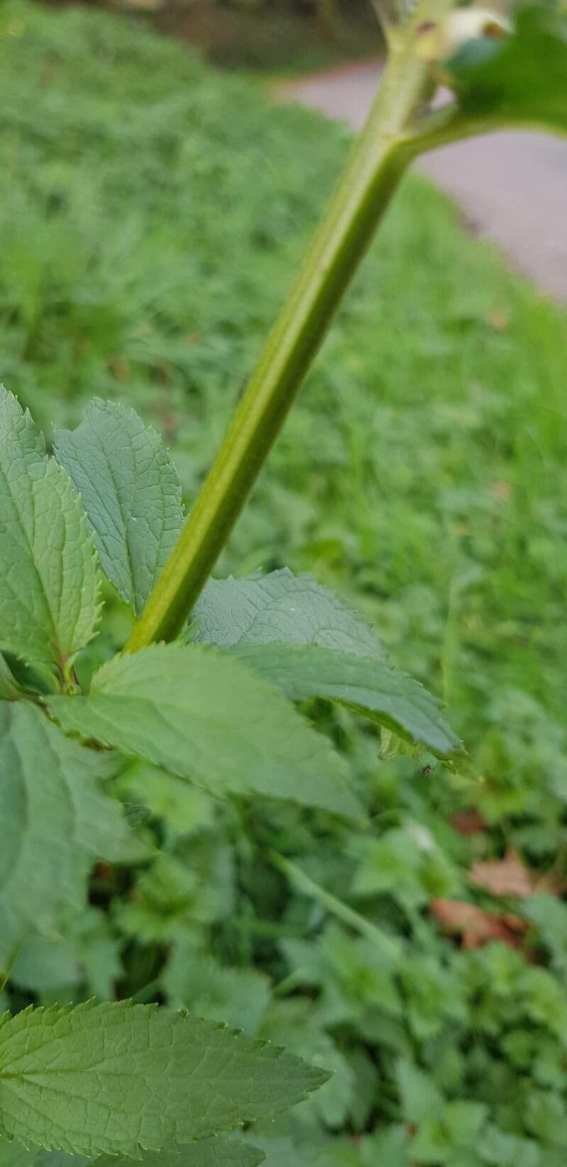 Escrofularia 23