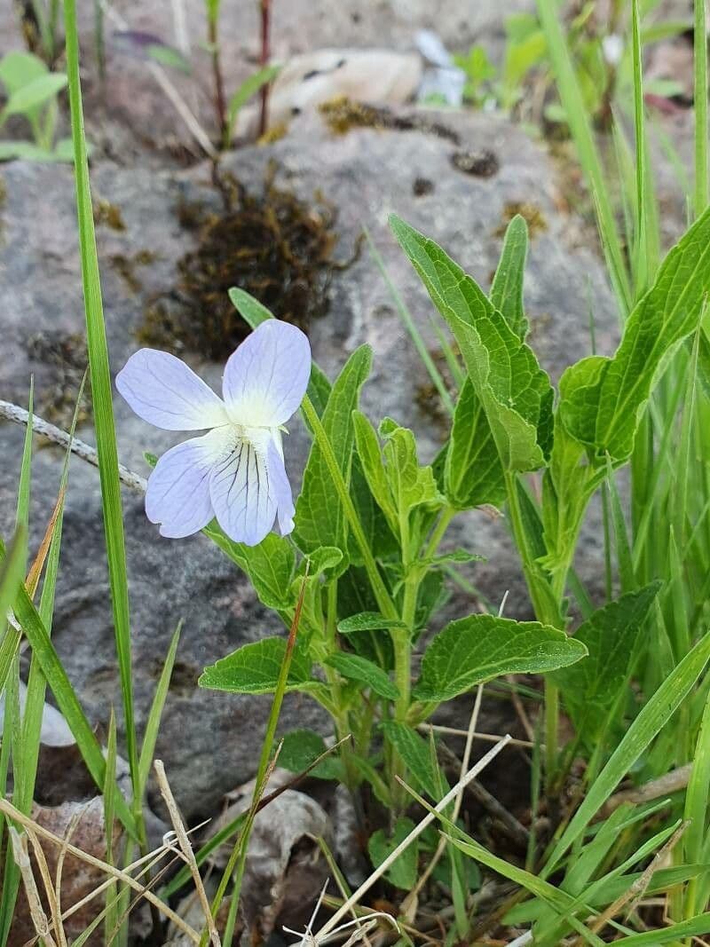 Viola elatior 17