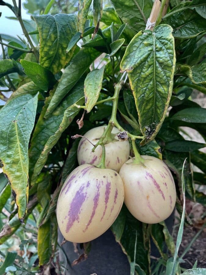 Pepino 4