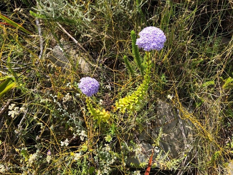 Pseudoselago