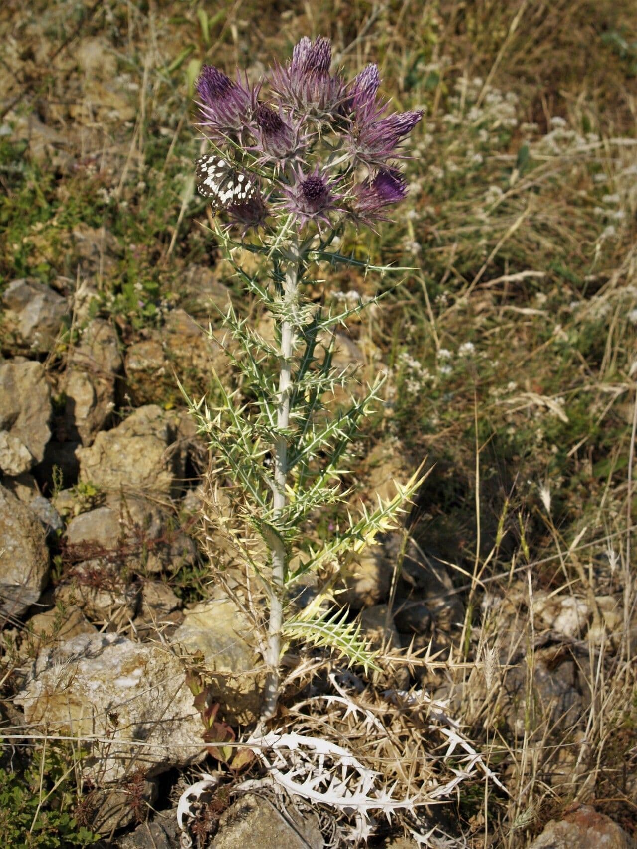 Cardo greco 7
