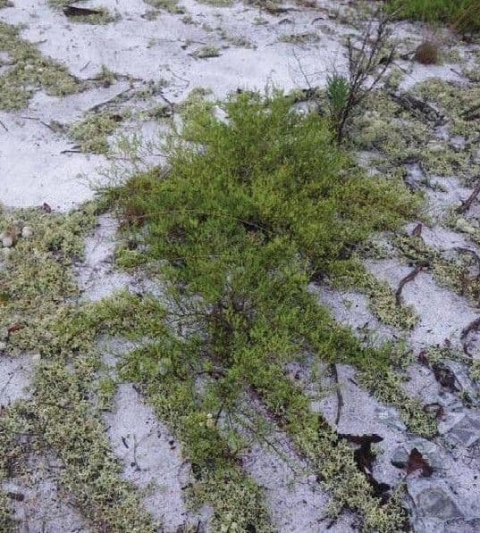 Polygonella