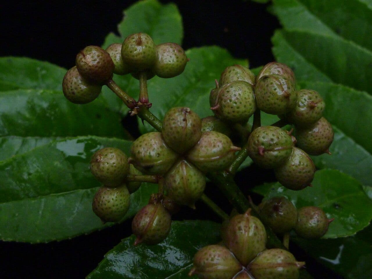 Zanthoxylum 8