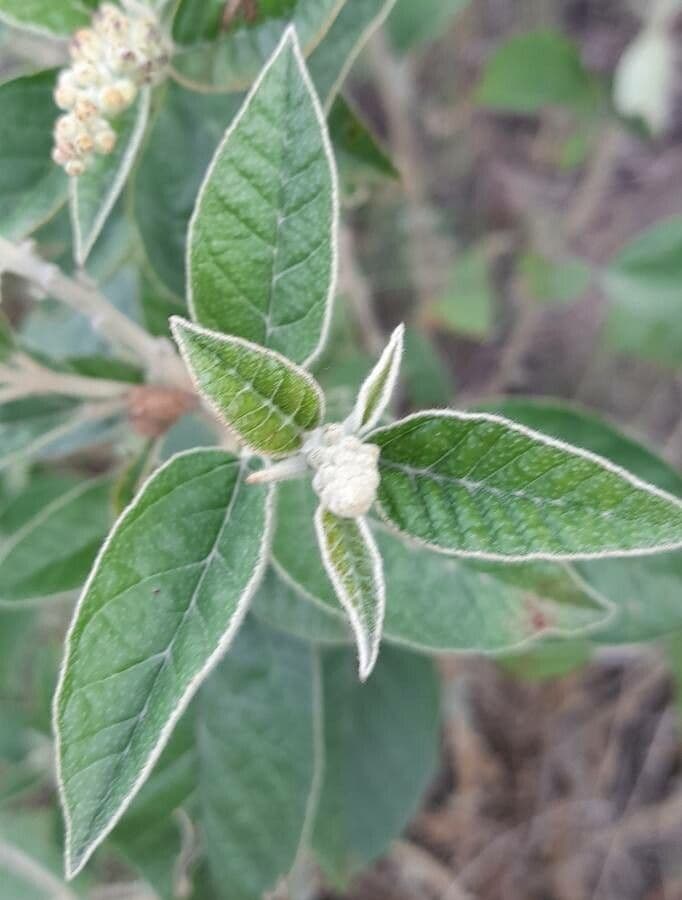 Croton 6