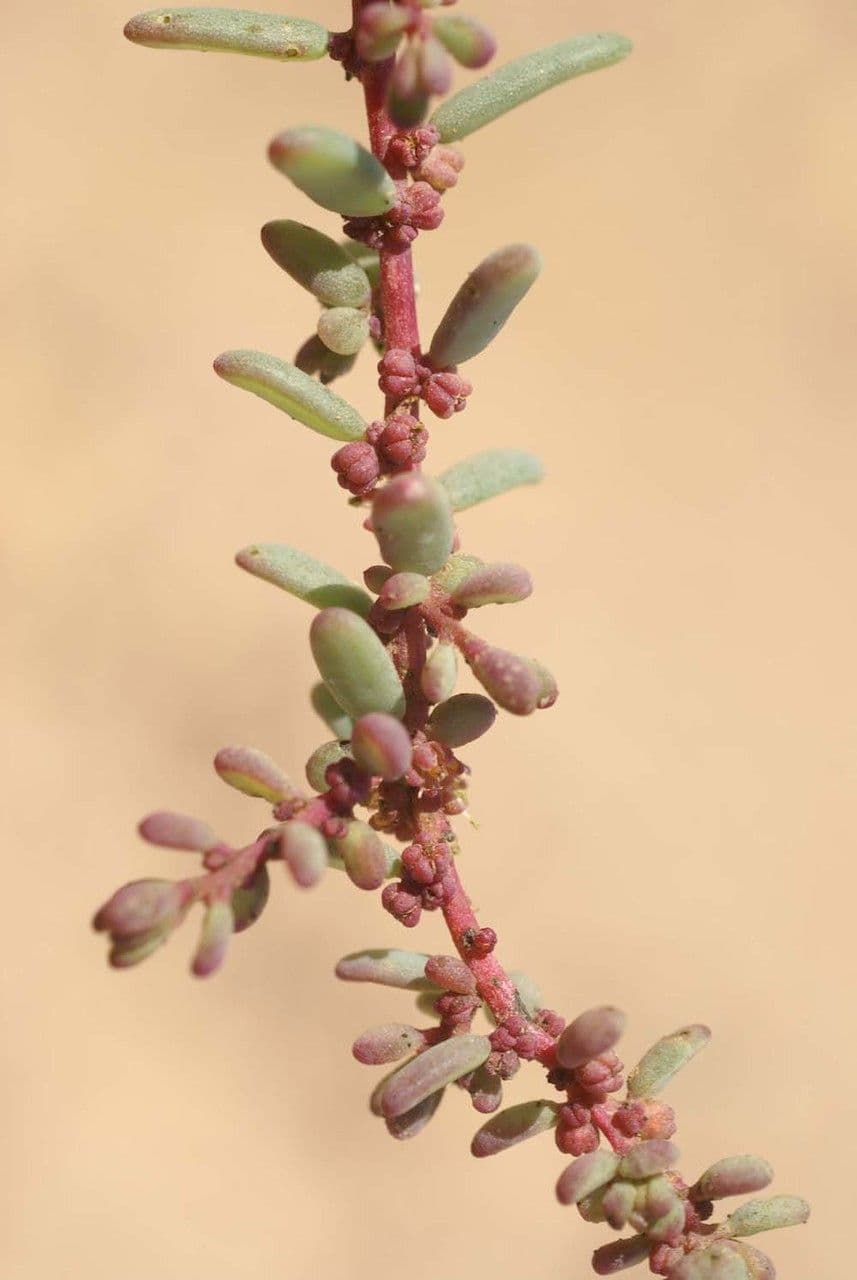 Suaeda vermiculata 14