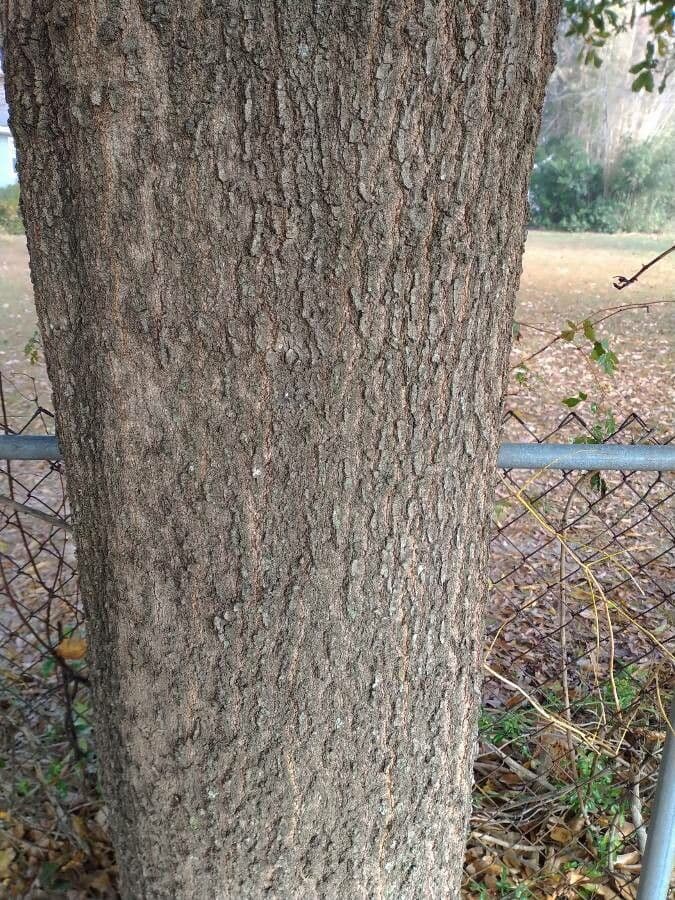 Quercia nera 21