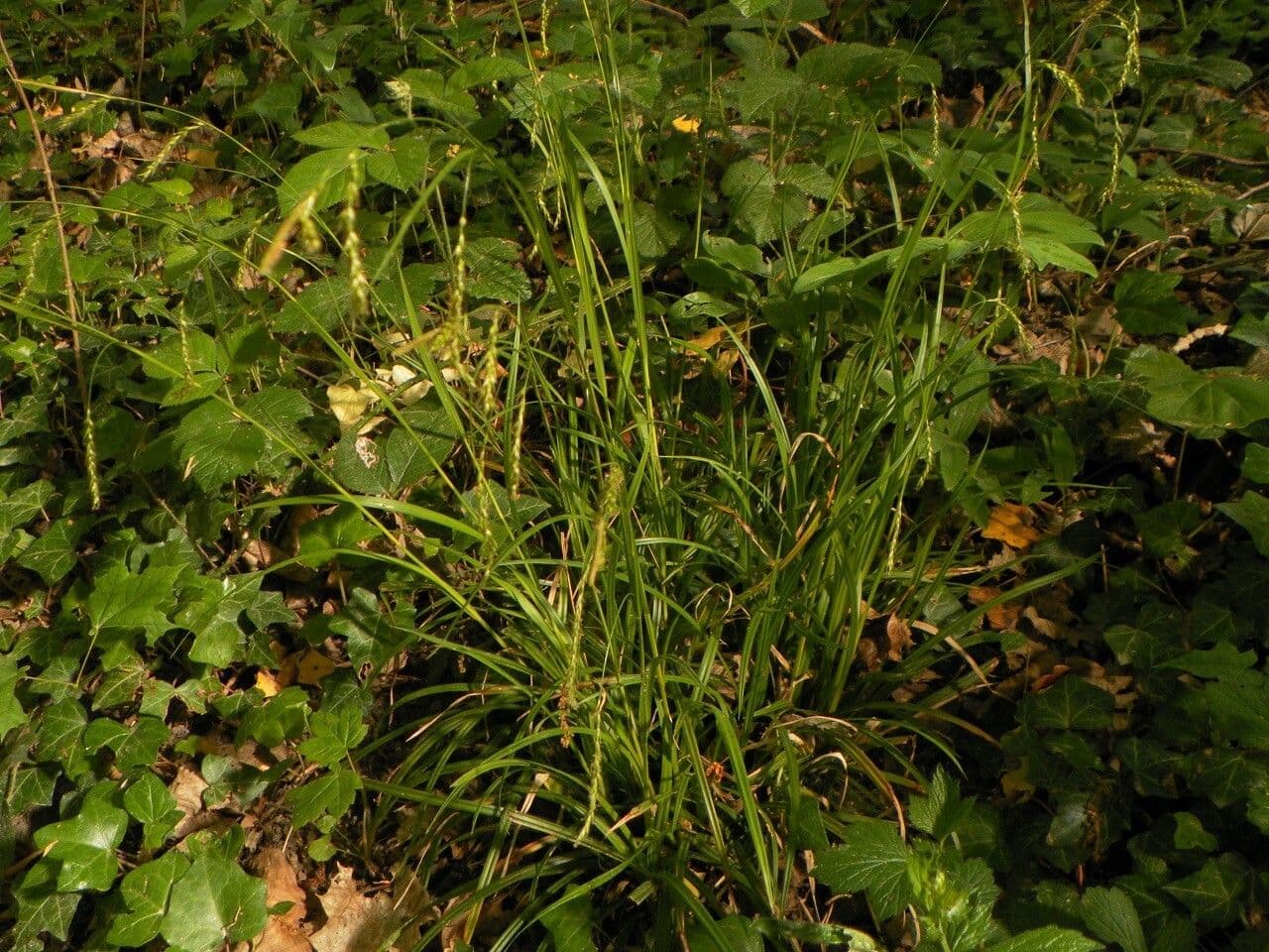 Carice selvatica 30