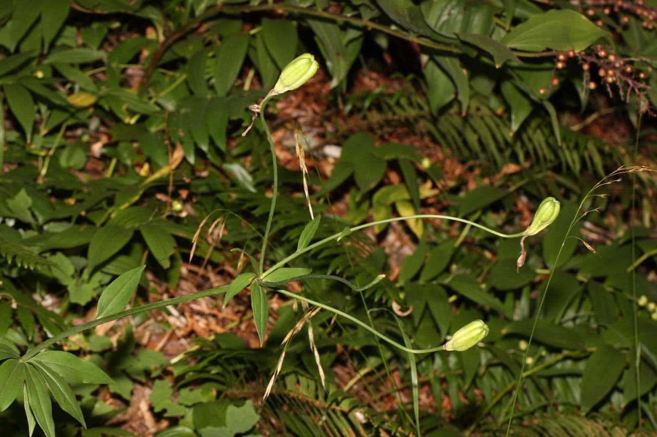Lis de Colombie 9