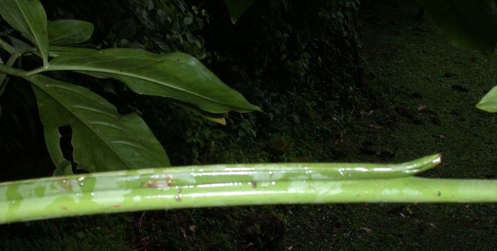Syngonium 15