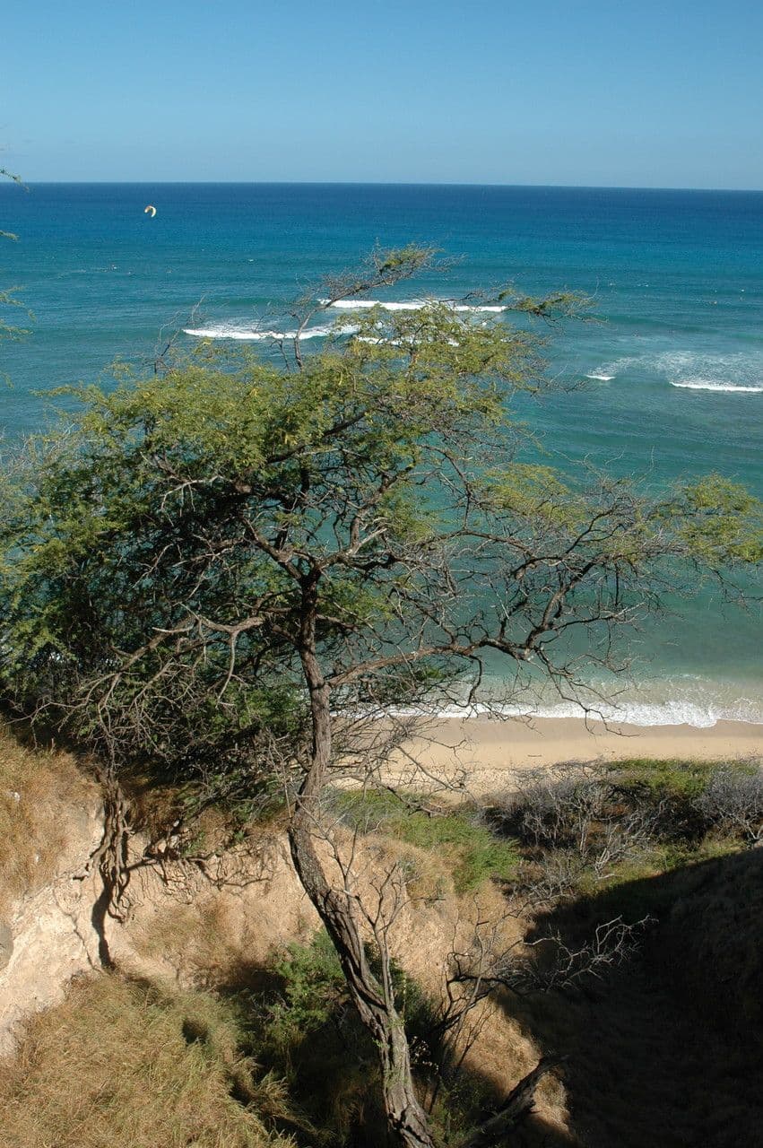 Prosopis 6