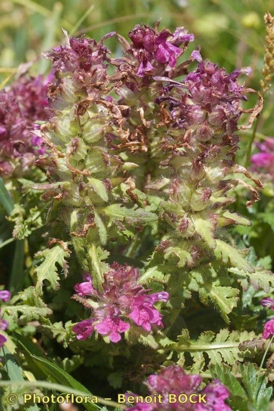 Pedicolare verticillata 24