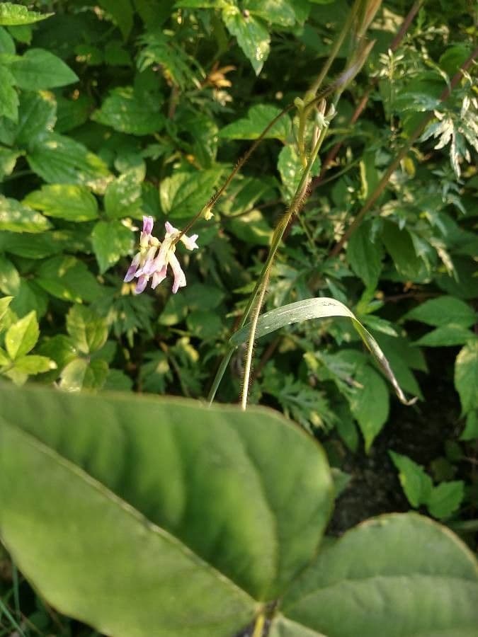 Amphicarpaea bracteata 7