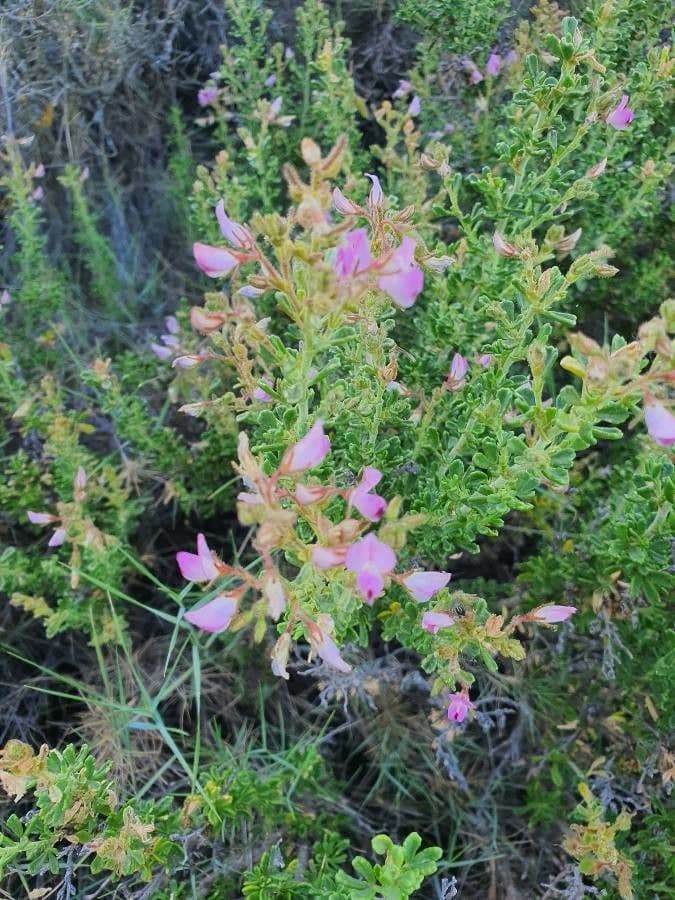 Ononide tridentata 20