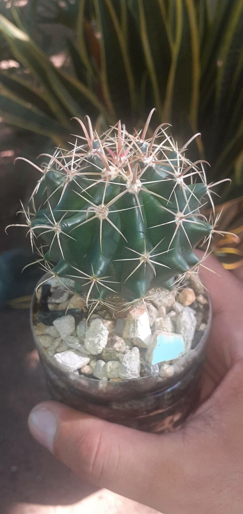 Cactus a botte di Emory 22