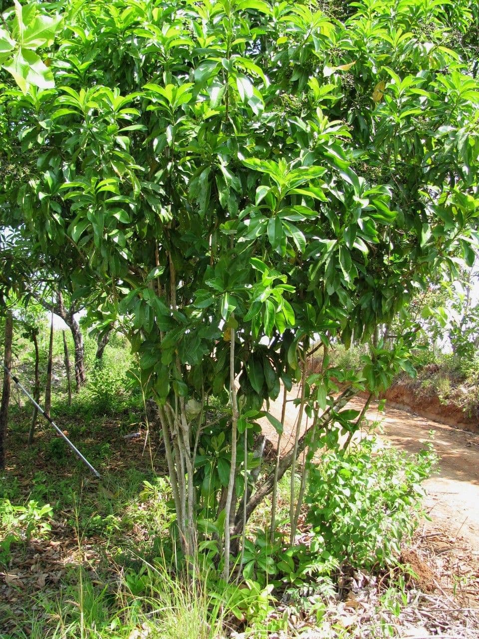 Ardisia révolutée 13