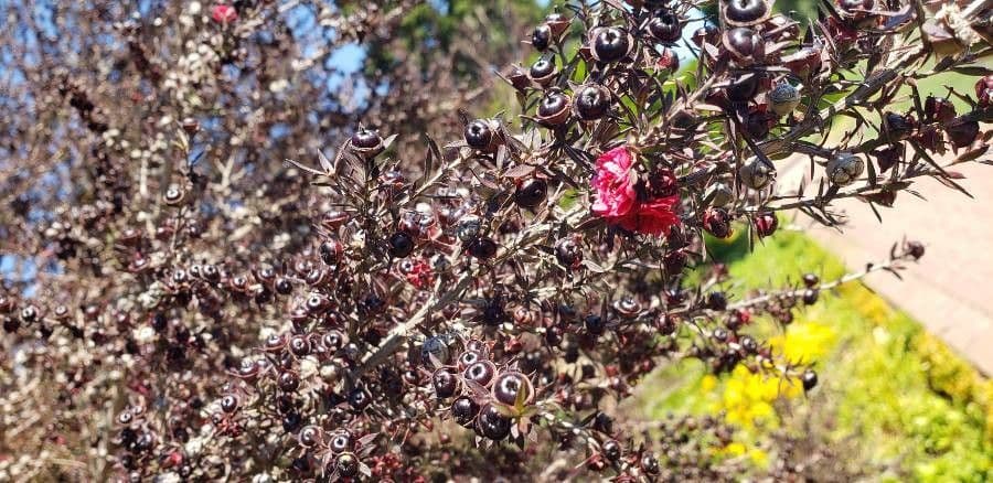 Manuka 5