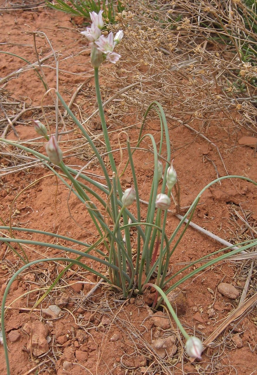 Cebula Drummonda 7