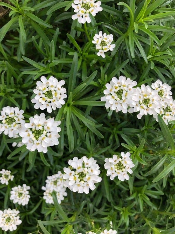 Iberis ciliata 5
