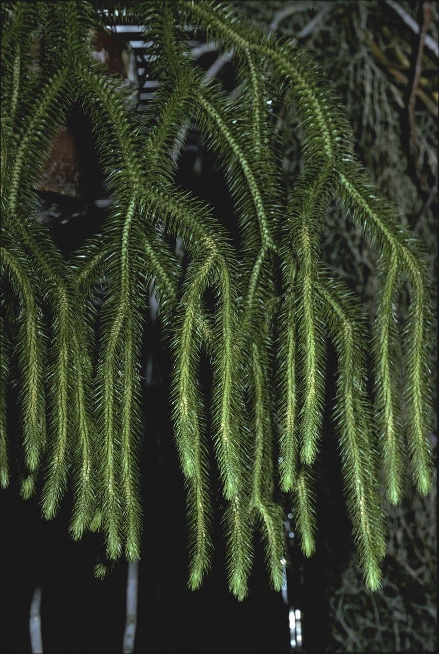 Huperzia squarrosa 11