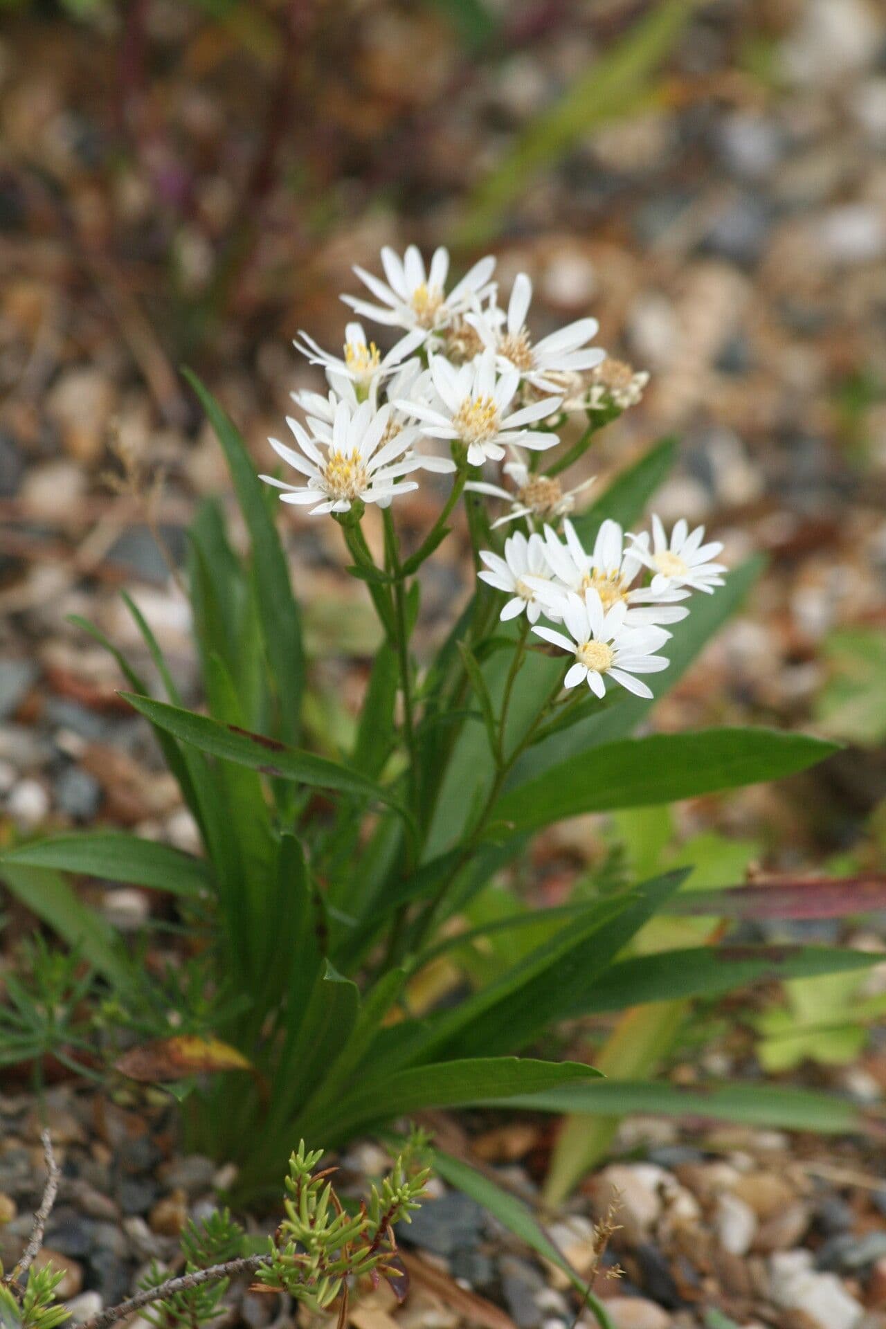 Solidago ptarmicoides 2