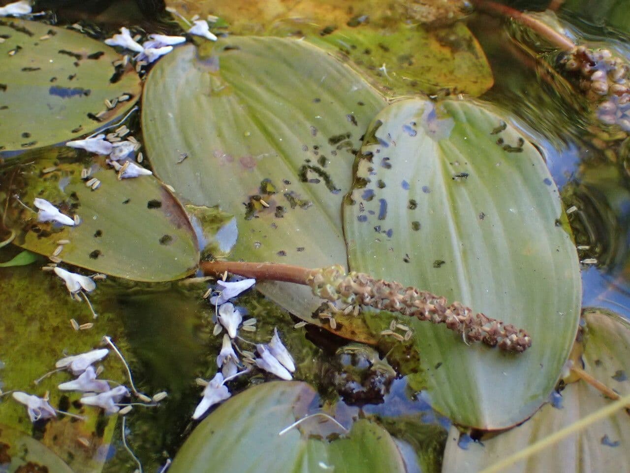 Potamogeto natante 19