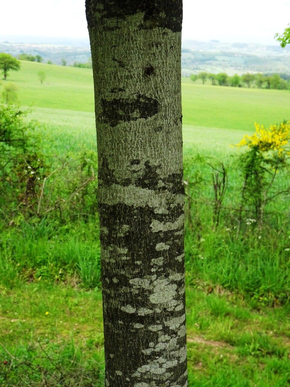 Ippocastano 22