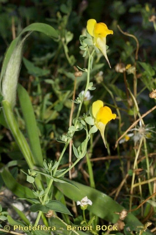 Linaria 12