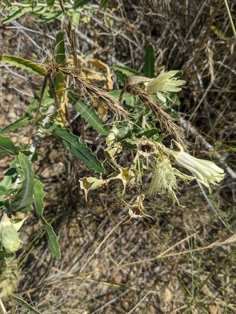 Mentzelia multiflora