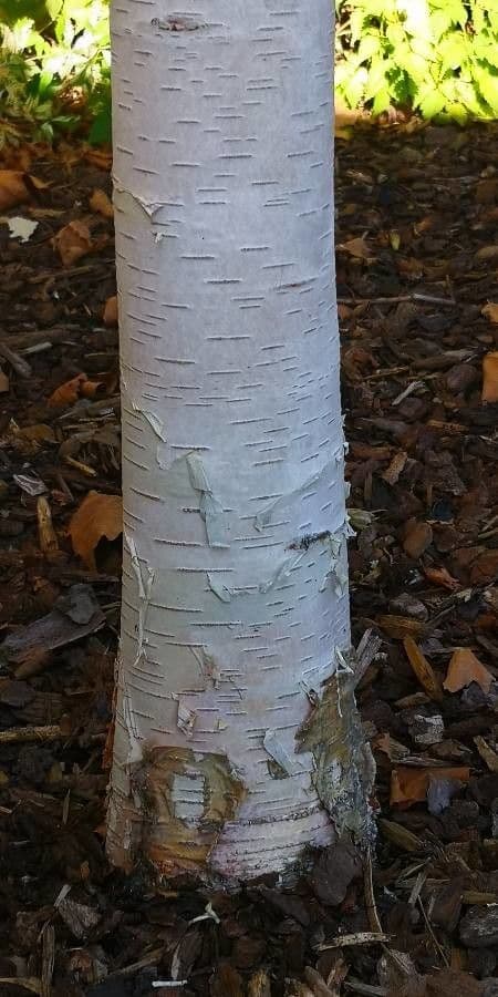 Papier-Birke 24
