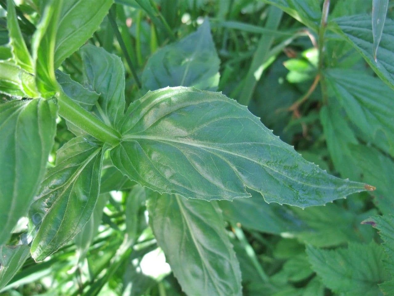 Epilobium alpestre 18