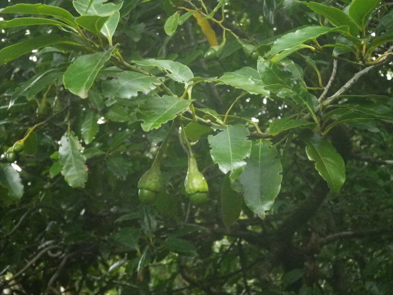 Ocotea 8