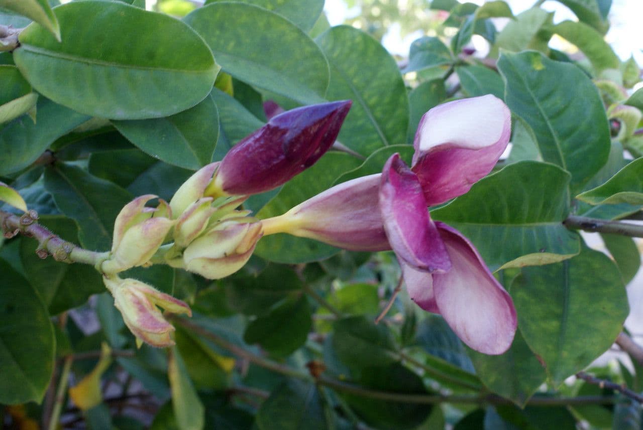 Allamanda viola 7