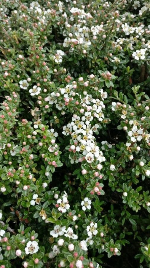 Cotoneaster 9