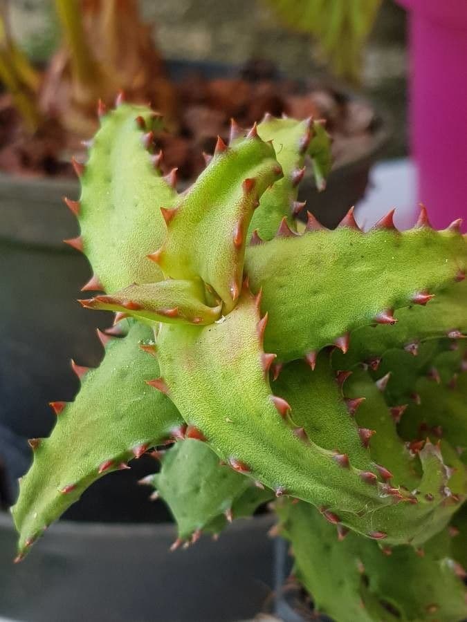 Aloe