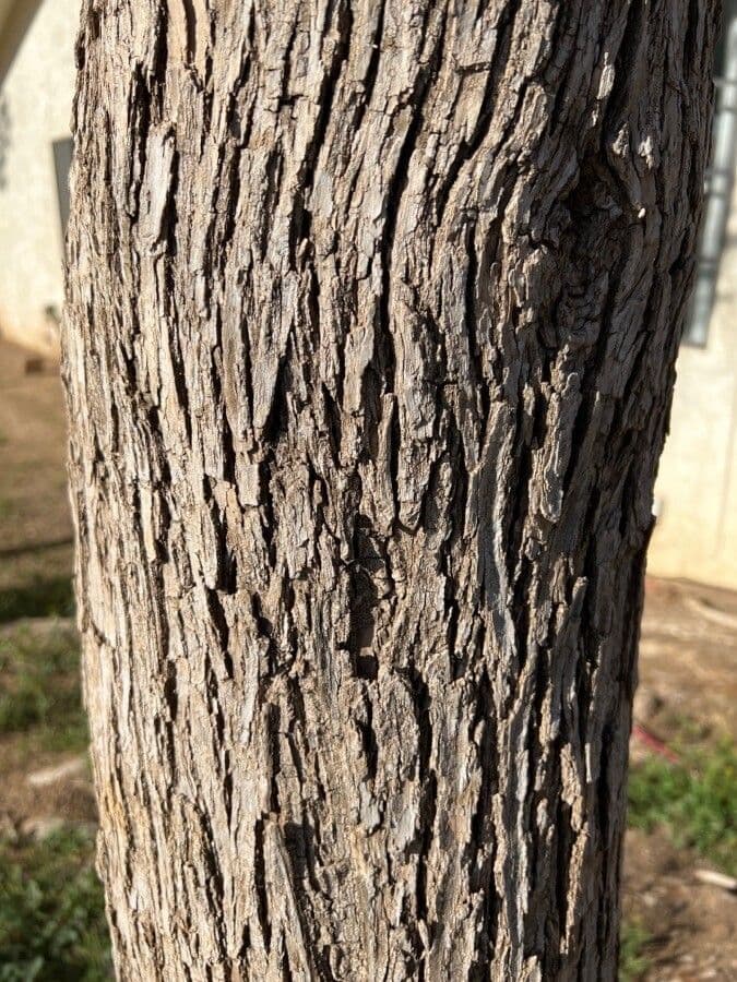 Samtiger Eschen-Baum 19