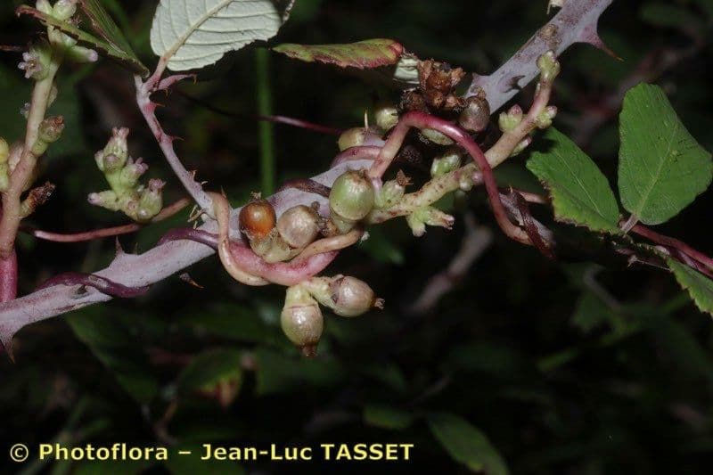 Cuscuta 2