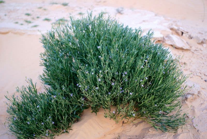 Henophyton 3