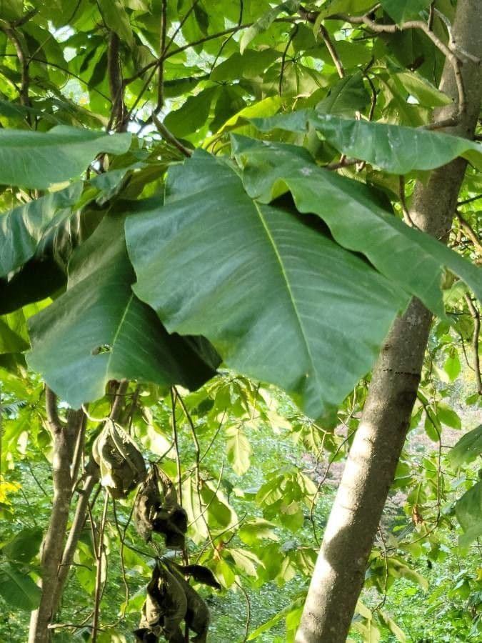 Magnolia à grandes feuilles 18